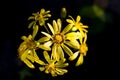 Blooming yellow flowers called Japanese silverleaf on black background Royalty Free Stock Photo