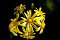 Blooming yellow flowers called Japanese silverleaf on black background Royalty Free Stock Photo