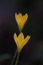 Blooming yellow flowers , Fairy Lily, Rain Lily, Zephyr Flower on dark background