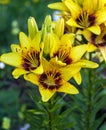Blooming yellow flowers of garden lily with bright red spots