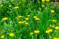 Blooming yellow flowers on a green grass