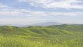 Blooming yellow flowers in green hillside; beautiful scenery in spring