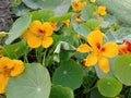 Blooming yellow flowers with green leaves in a garden Royalty Free Stock Photo