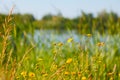 Blooming yellow flowers in the beside a lake in summertime Royalty Free Stock Photo