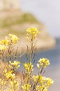 Blooming yellow flowers in Llandudno Wales, Cymru