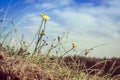 Blooming yellow flowers in Llandudno Wales, Cymru