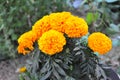blooming yellow flowers marigolds in the garden