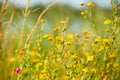 Blooming yellow flowers in meadow in summertime Royalty Free Stock Photo