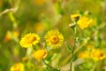 Blooming yellow flowers in meadow in summertime Royalty Free Stock Photo