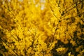 Blooming Yellow Forsythia Bushes, Selective Soft Focus, Blurred Background Royalty Free Stock Photo