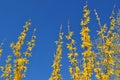 Blooming yellow forsythia shrub against a clear blue sky