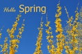 Blooming yellow forsythia shrub against a clear blue sky