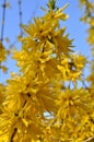 Blooming yellow forsythia shrub against a clear blue sky