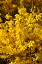 Blooming yellow forsythia shrub against a clear blue sky Royalty Free Stock Photo