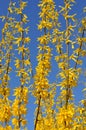 Blooming yellow forsythia shrub against a clear blue sky