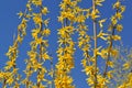 Blooming yellow forsythia shrub against a clear blue sky