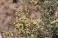 ATRIPLEX POLYCARPA BLOOM - JOSHUA TREE NP - 052220 B Royalty Free Stock Photo