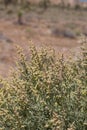 ATRIPLEX POLYCARPA BLOOM - JOSHUA TREE NP - 052220 D Royalty Free Stock Photo