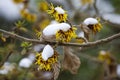 Blooming yellow Hamamelis intermedia