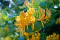 Lonicera japonica, known as Japanese honeysuckle and golden-and-silver honeysuckle