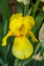 Blooming yellow iris flower close-up Royalty Free Stock Photo