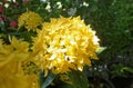 Blooming yellow Ixora flower in the garden in Thailand