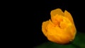 Blooming yellow kerria japanese flower isolated on black background, close up, super macro, there is free space for text Royalty Free Stock Photo