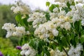 Blooming yellow lilac Primrose Syringa vulgaris