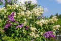 Blooming yellow lilac Primrose Syringa vulgaris