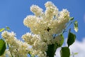 Blooming yellow lilac Primrose Syringa vulgaris