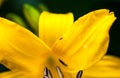 Blooming yellow lily flower with tiny spider Royalty Free Stock Photo