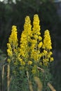 Blooming yellow little flower plants with green leaves Royalty Free Stock Photo