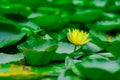 Blooming yellow lotus flower with many green leaves in the pond. Vibrant flower in soft focus. Exotic scenery. Royalty Free Stock Photo