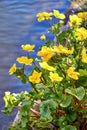 Blooming yellow marigolds with blurred water in the background Royalty Free Stock Photo