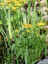 Blooming yellow marigolds on a sunny day.