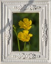 Blooming Yellow Marsh Marigold Flowers Caltha palustris in the white ornamental picture frame Royalty Free Stock Photo