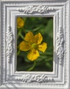 Blooming Yellow Marsh Marigold Flowers Caltha palustris in the white ornamental picture frame Royalty Free Stock Photo