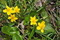 Blooming Yellow Marsh Marigolds in Woods