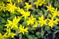Blooming yellow moss. Small yellow flowers Royalty Free Stock Photo