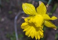 Blooming yellow narcissus flowers. Spring flowers, flowers bloom Royalty Free Stock Photo