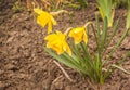 Blooming yellow Narcissus pseudonarcissus on bed