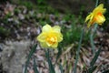 Yellow Narcissuses
