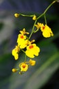 Blooming yellow Oncidiumorchid flower