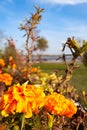 Blooming yellow orange marigolds flowers in a flower bed on the background of the river and blue sky Royalty Free Stock Photo