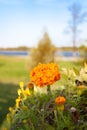 Blooming yellow orange marigolds flowers in a flower bed on the background of the river and blue sky Royalty Free Stock Photo