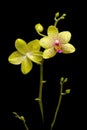 Blooming yellow orchid on a black background Royalty Free Stock Photo