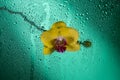 Blooming yellow orchid on a green background and water drops on glass