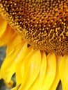Part of a sunflower head close up Royalty Free Stock Photo