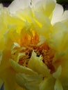 Blooming yellow peony flower in the sun ligh