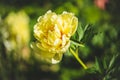 Blooming yellow peony `Garden treasure` in the garden